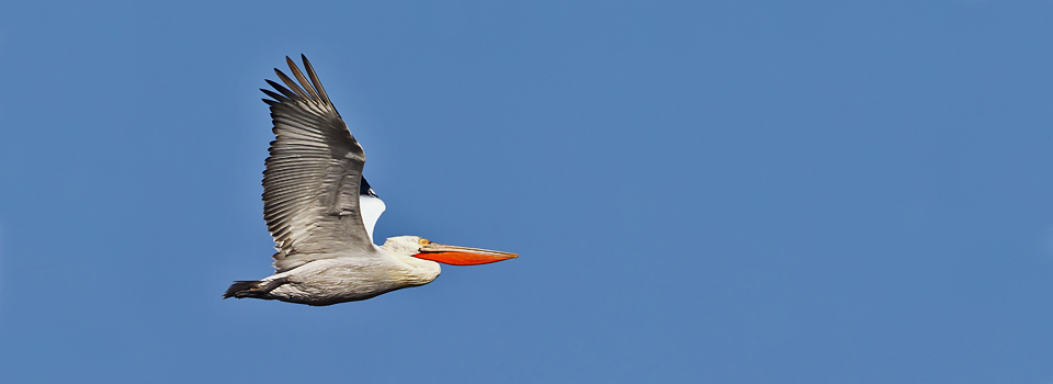 Birds of Lake Kerkini in Winter