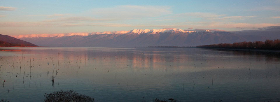 Birds of Lake Kerkini in Winter