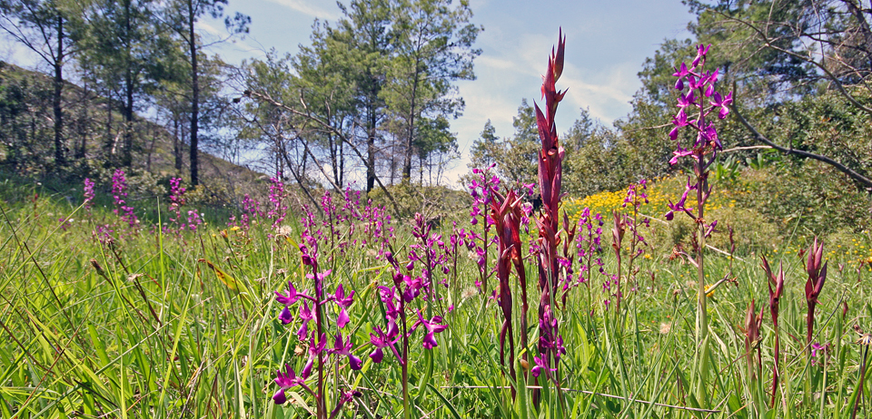 Rhodes Orchid Odyssey