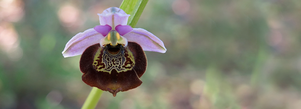 Rhodes Orchid Odyssey