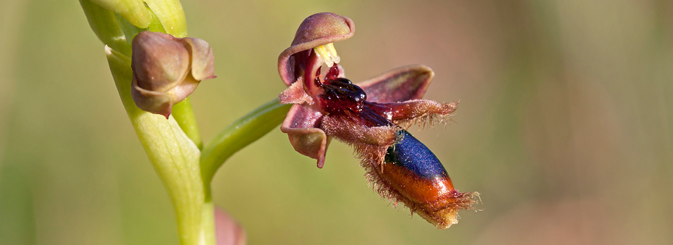 Rhodes Orchid Odyssey
