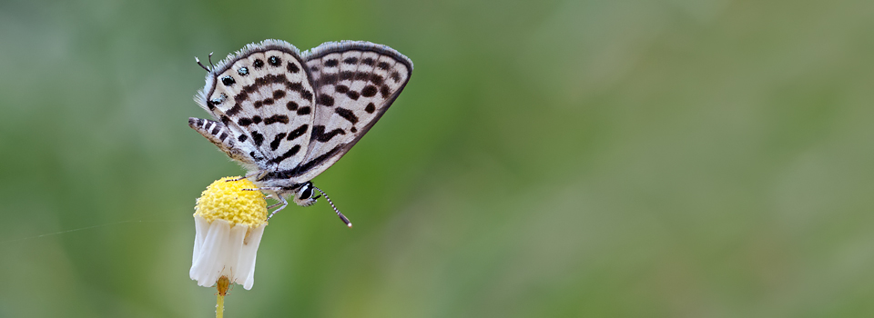 Butterflies & Birds of North Greece