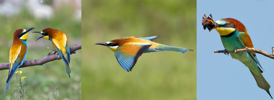 Birds of North Greece