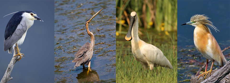 Birds of North Greece