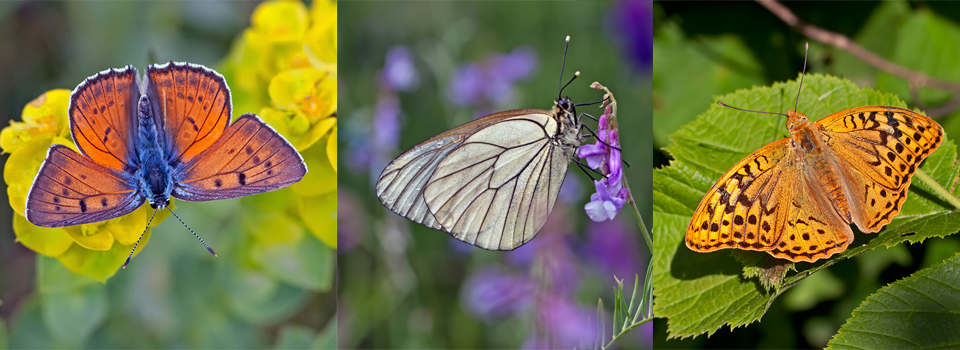 Butterflies & Birds of North Greece