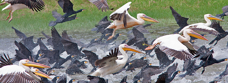 Birds of North Greece