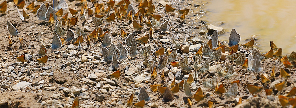Butterflies of Mercantour & Queyras