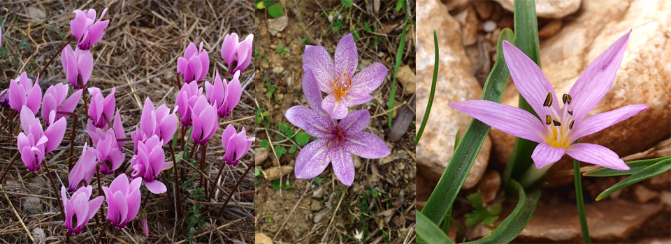 Autumn Flowers Of The Peloponnese