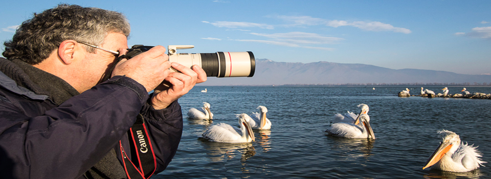 Birds of Lake Kerkini in Winter