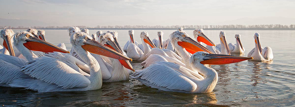 Birds of Lake Kerkini in Winter
