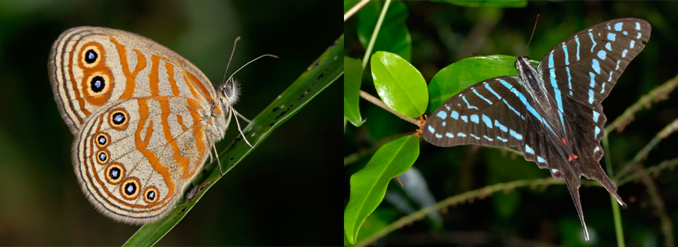 Butterfly Safari in South Africa