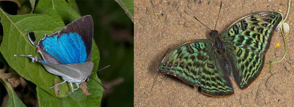 Butterfly Safari in South Africa
