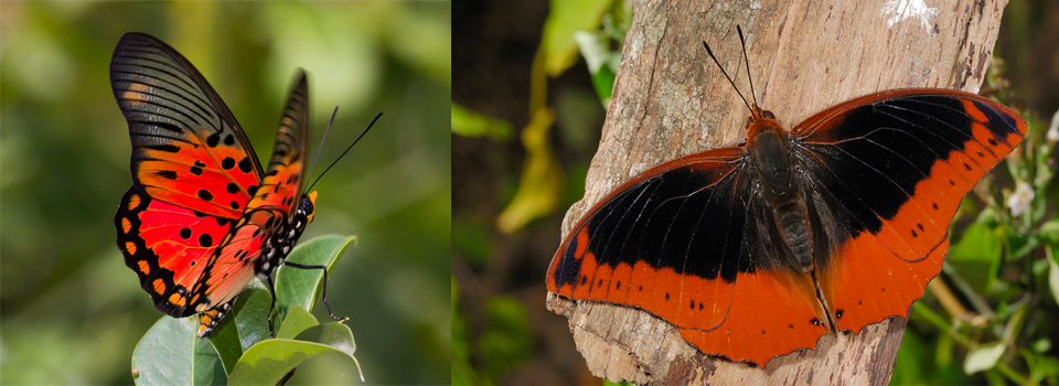 Butterfly Safari in South Africa