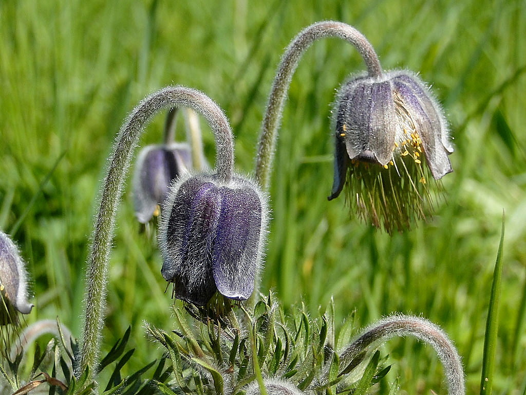 Pulsatilla Pratensis - Greenwings Wildlife Holidays