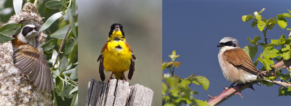 Birds of North Greece