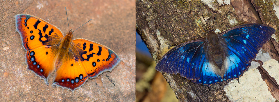 Butterfly Safari in South Africa