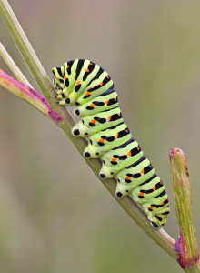 swallowtail-caterpillar-by-julian-dowding