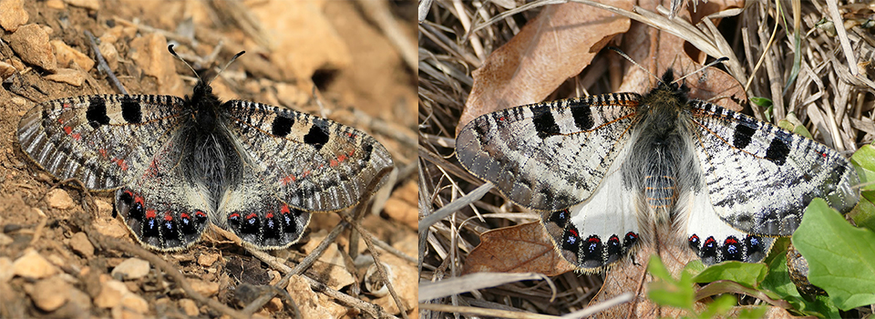 False Apollo & Spring Butterflies