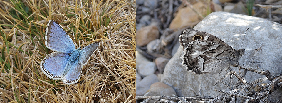 Butterflies of Montes Universales