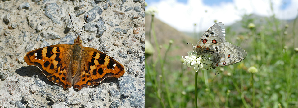 Butterflies of the Kaçkars in Turkey