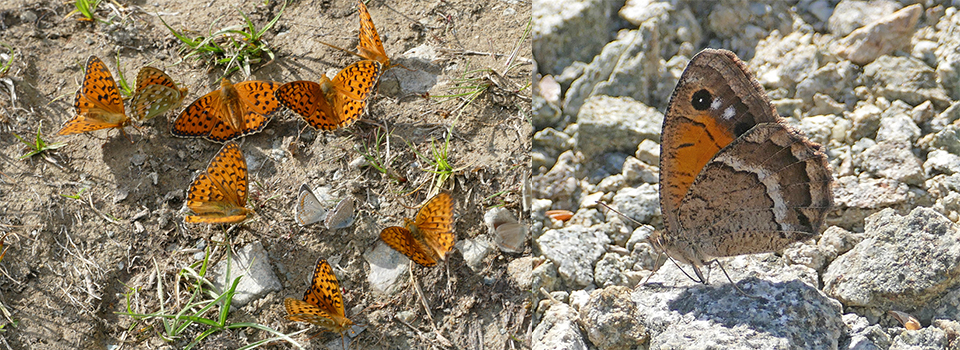 Butterflies of the Kaçkars in Turkey