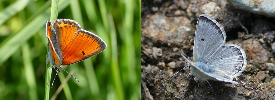 Butterflies of the Kaçkars in Turkey