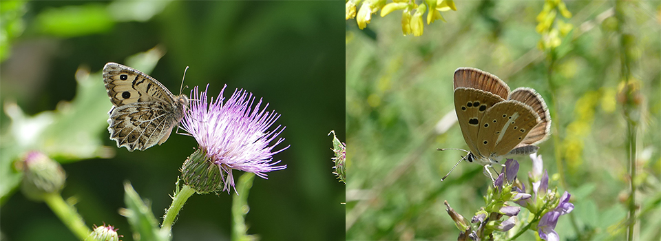 Butterflies of the Kaçkars in Turkey