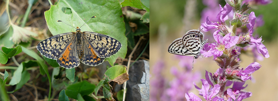 Butterflies of the Kaçkars in Turkey