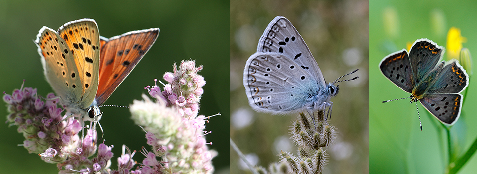 Butterflies of the Kaçkars in Turkey