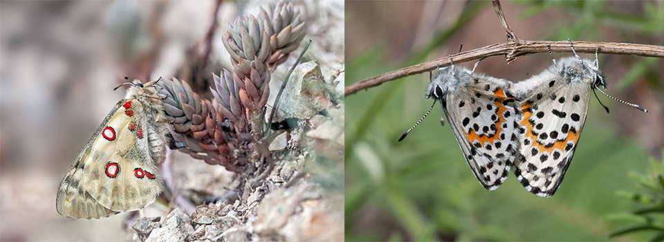 Butterflies & Botany of The French Pyrenees