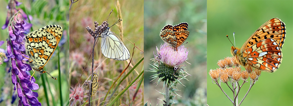 Butterflies & Botany of The French Pyrenees