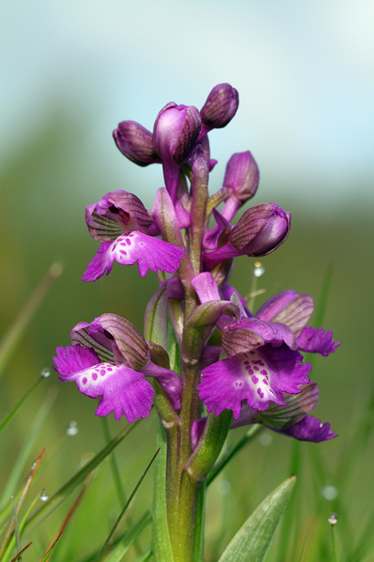 Green-winged-Orchid-web - Greenwings Wildlife Holidays
