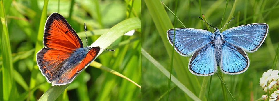 Butterflies & Flowers of Bulgaria