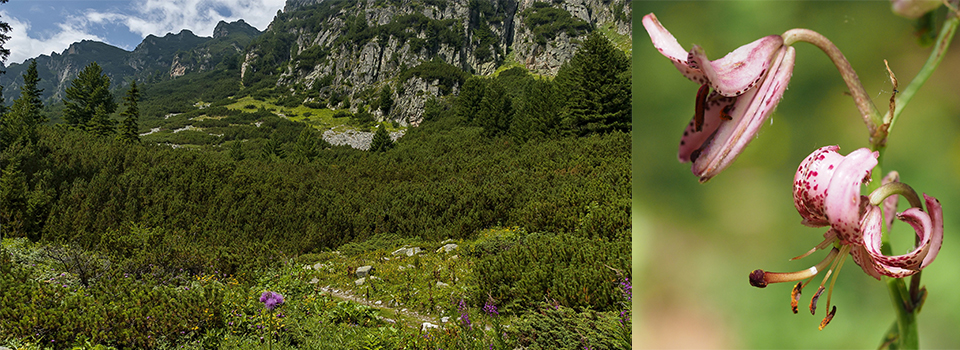 Butterflies & Flowers of Bulgaria