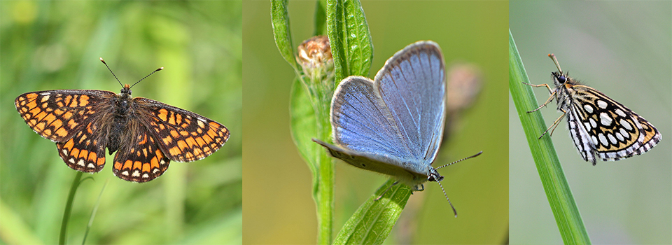 Butterflies of Slovenia