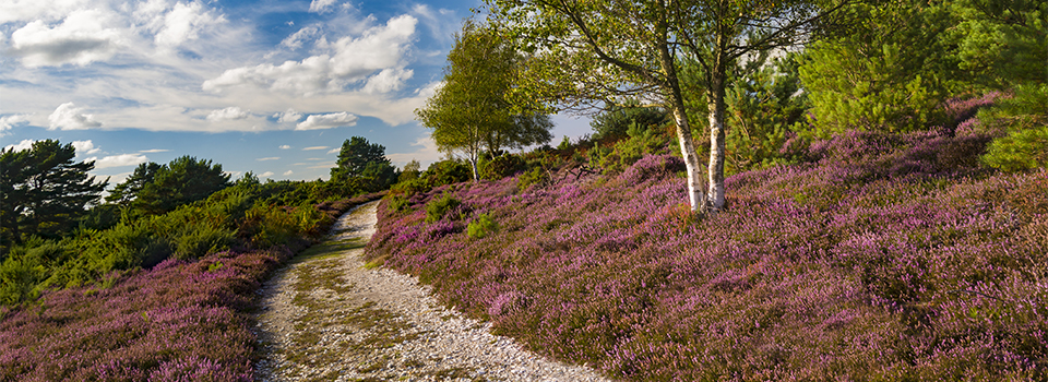 Summer Wildlife Adventure at Arne