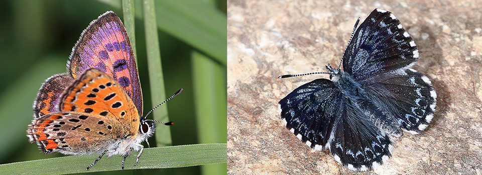 Butterflies & Botany of The French Pyrenees