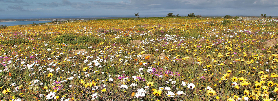 South Africa – Spring in the Western Cape