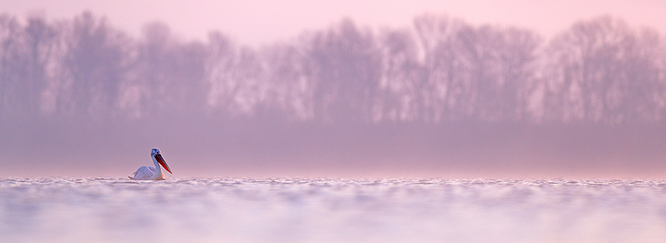 Dalmatian Pelican Photography