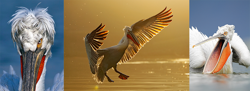 Dalmatian Pelican Photography