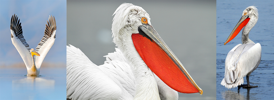 Dalmatian Pelican Photography