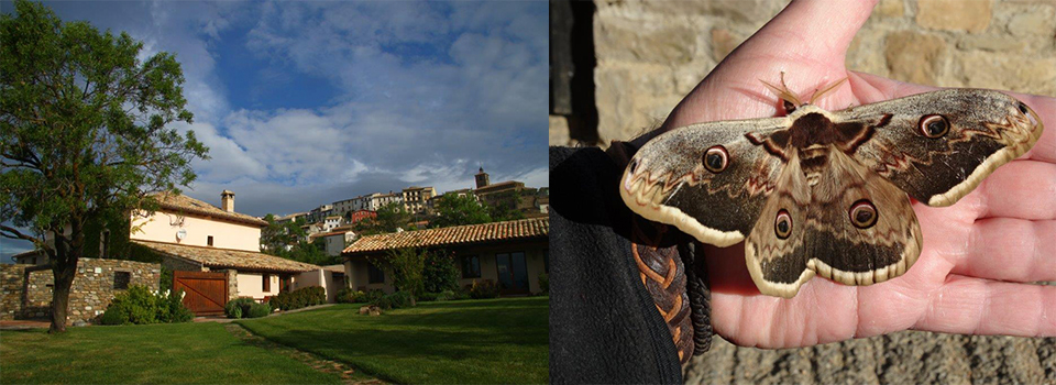 Moon Moths & More! – Spring in the Spanish Pyrenees