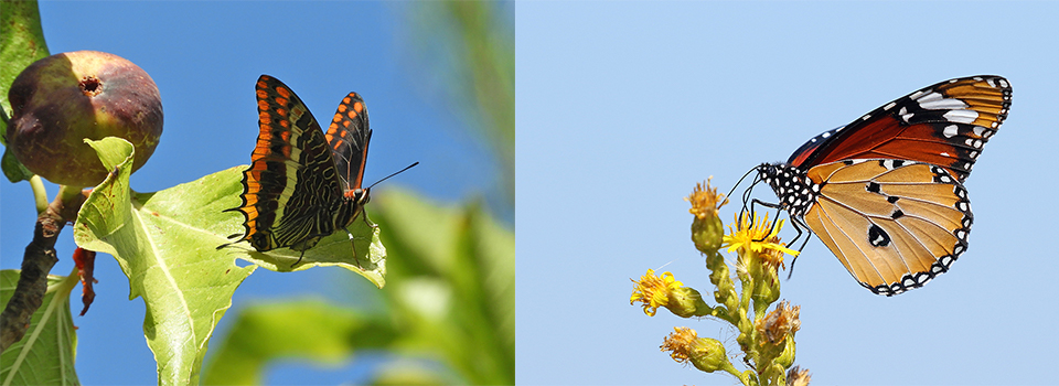 Valencia in Autumn: butterflies, birds & dragonflies