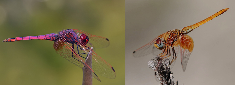 Valencia in Autumn: butterflies, birds & dragonflies