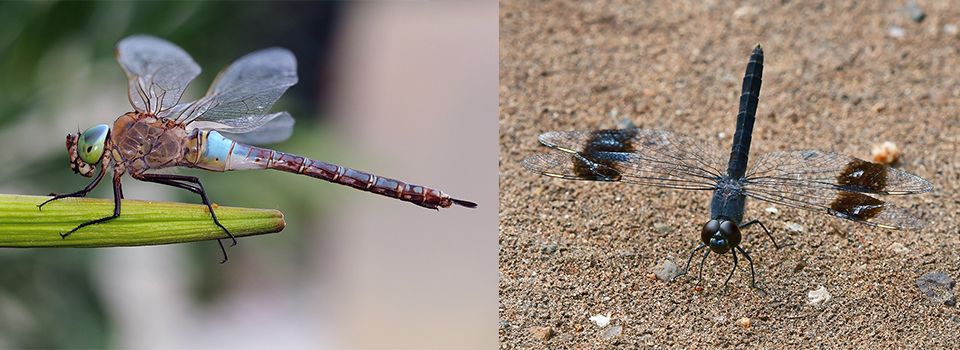 Valencia in Autumn: butterflies, birds & dragonflies