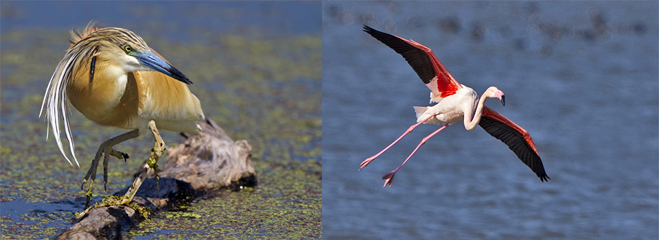 Valencia in Autumn: butterflies, birds & dragonflies