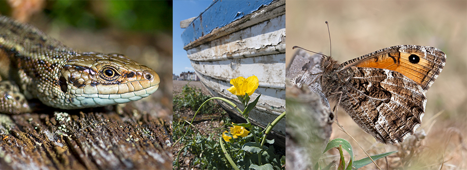 From heaths to the coast, the wild side of Suffolk off the beaten track