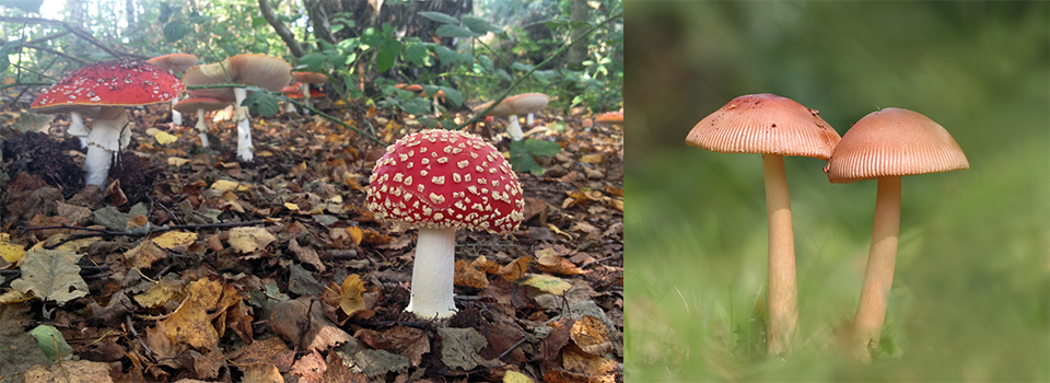 A Year in the southern Suffolk Sandlings: Autumn Colours