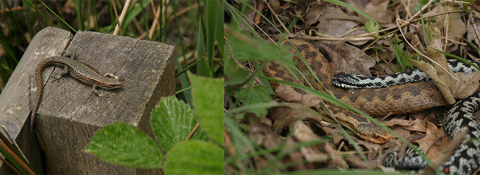 A Year in the south Suffolk Sandlings: Spring Steals In