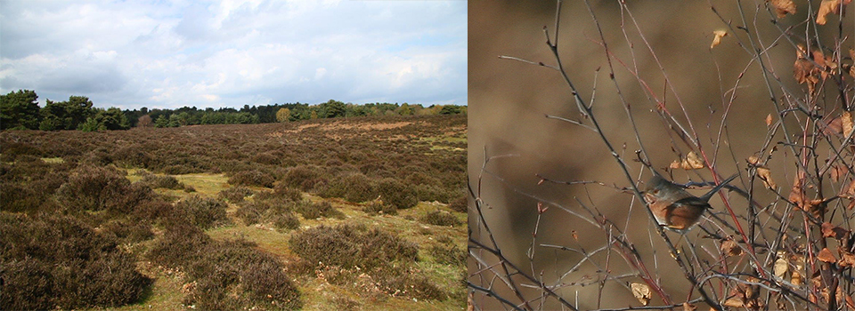 A Year in the south Suffolk Sandlings: Spring Steals In